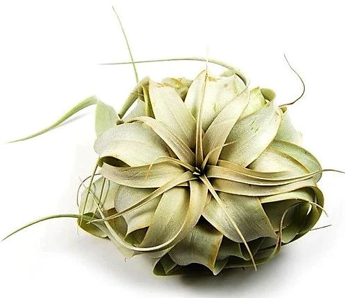 Tillandsia Xerographica