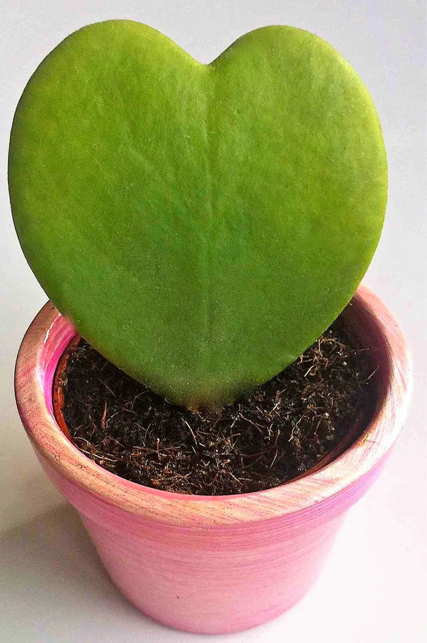 Lucky Heart, Hoya Kerrii