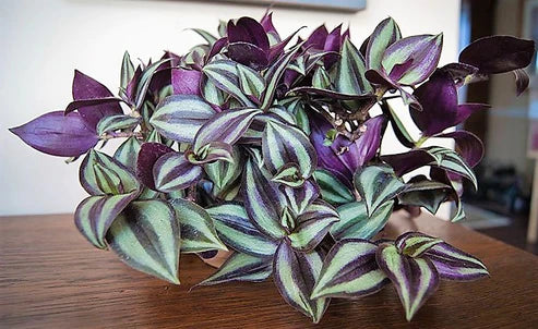 Tradescantia zebrina , Wandering Jew