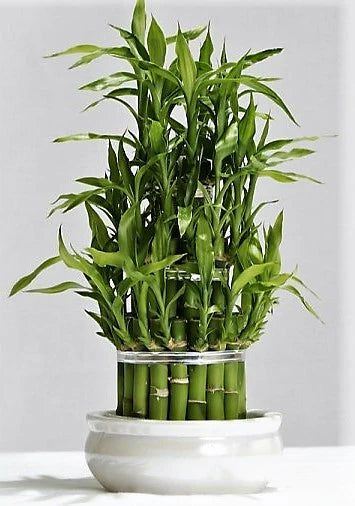 Lucky Bamboo Steps, Dracaena Sanderiana