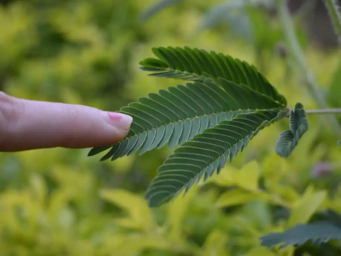 Touch me not, Mimosa Pudica