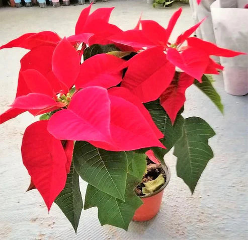 Euphorbia Pulcherrima (Titan Red), Poinsettia