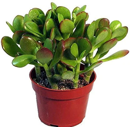 Money Tree, Crassula ovata, Dollar Plant, Jade Plant, Jade Tree