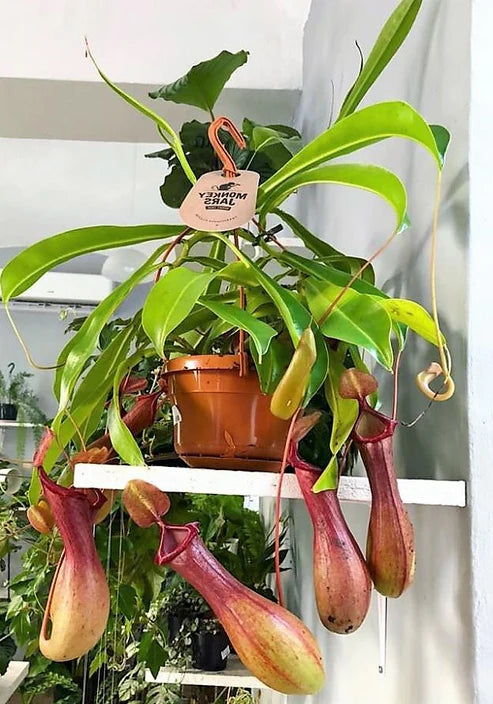 Monkey Jar , Nepenthes big