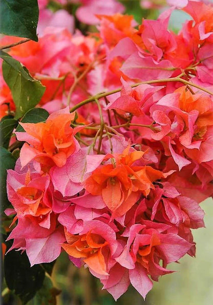 Bougainvillea Spectabilis Orange