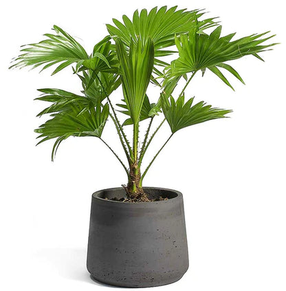 Livistona Palm, Footstool Palm, Table Palm, Fan Palm