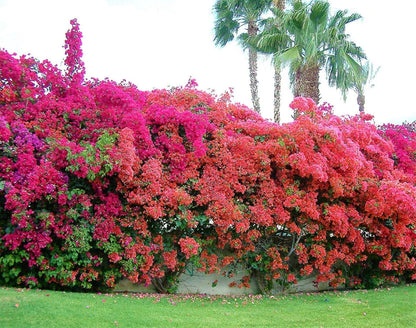 Bougainvillea Rainbow GOLD