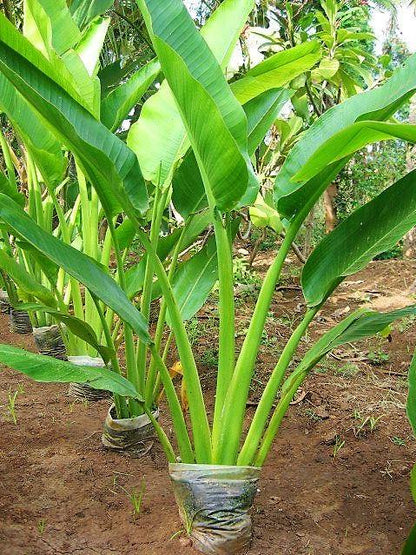 Ravenala Madagascariensis, Traveller’s Palm