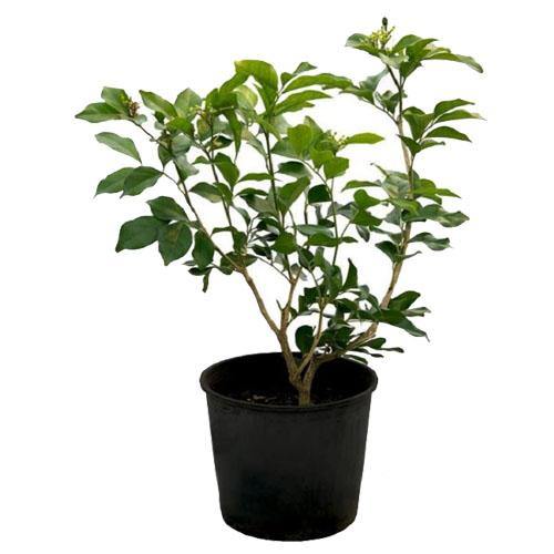 Dum Dum Plant, Wild Jasmine
