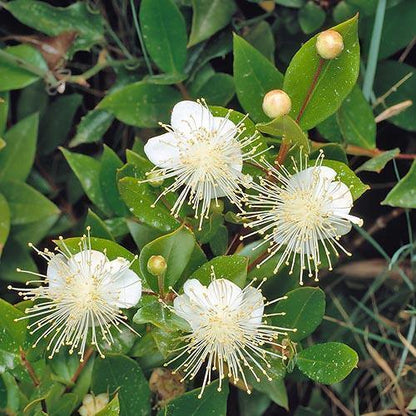 Myrtle, Myrtus Communis