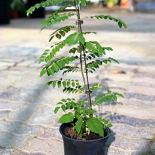 Curry Leaves, Kadi Patta