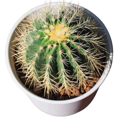 Echinocactus Grusonii, Golden Barrel Cactus, Ball Cactus