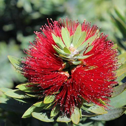 Callistemon Viminalis, Bottle Brush