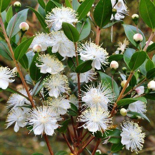 Myrtle, Myrtus Communis