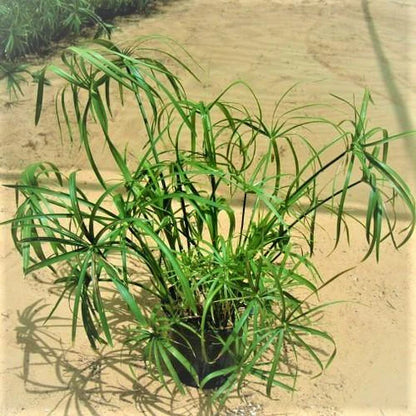 Cyperus Alternifolius, Umbrella Papyrus