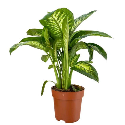 Dieffenbachia Seguine, Tropic Snow