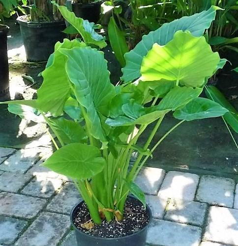 Alocasia Gageana, Elephant Ear, Alocasia California