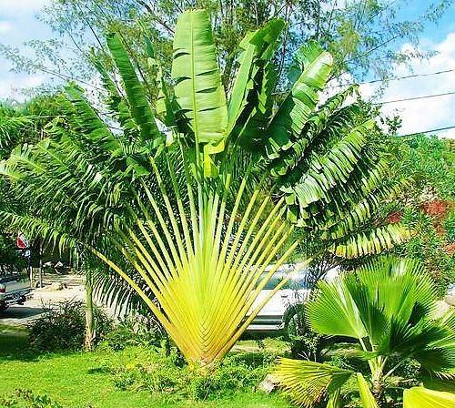 Ravenala Madagascariensis, Traveller’s Palm