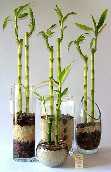 Lucky Bamboo, Dracaena Sanderiana