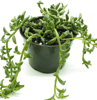 String of Dolphins , Senecio Peregrinus