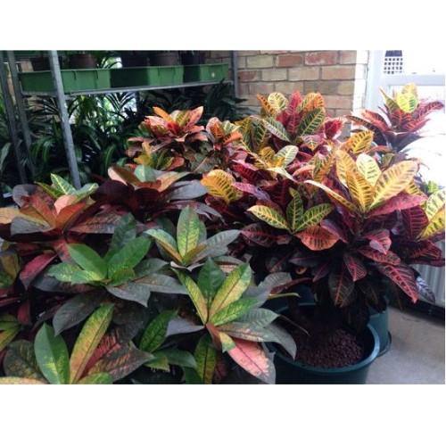 Codiaeum Iceton, Codiaeum Variegatum, Croton