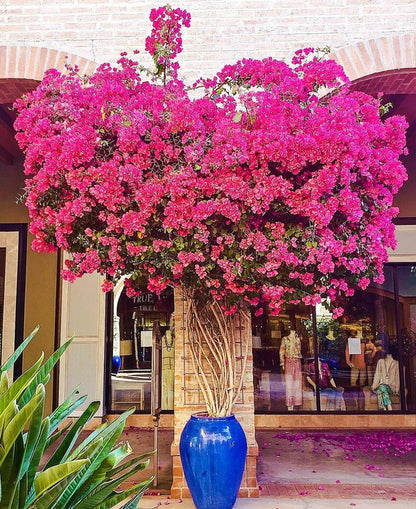 Bougainvillea Spectabilis Pink