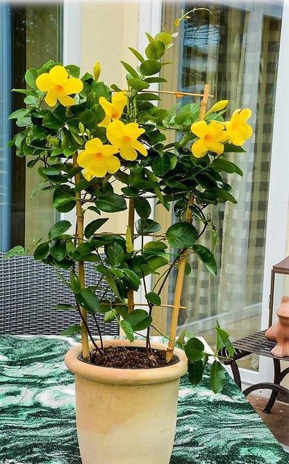 Yellow Bell Climber, Mandevilla Splendens