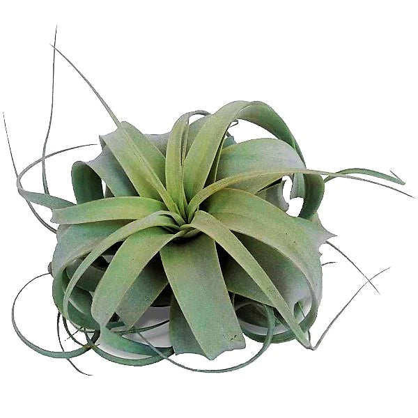 Tillandsia Xerographica