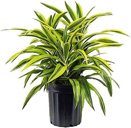 Dracaena Lemon Lime Mini