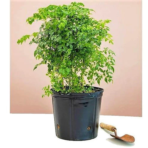 China Doll Plant