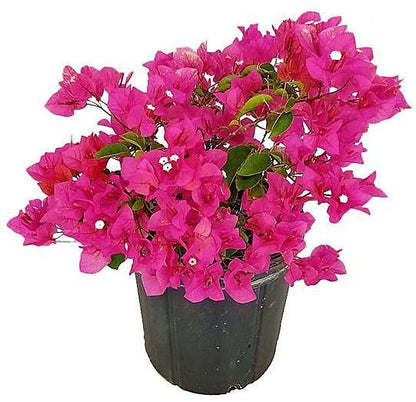 Great Bougainvillea, Bougainvillea Spectabilis