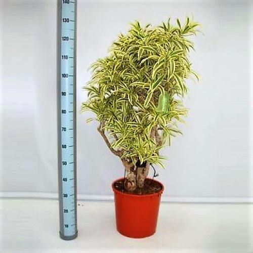 Dracaena Reflexa, Song of India, Pleomele