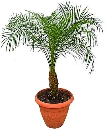 Phoenix Roebelenii, Miniature Date Palm, Dwarf Pygmy Date palm