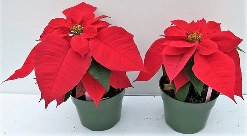 Euphorbia Pulcherrima (Titan Red), Poinsettia