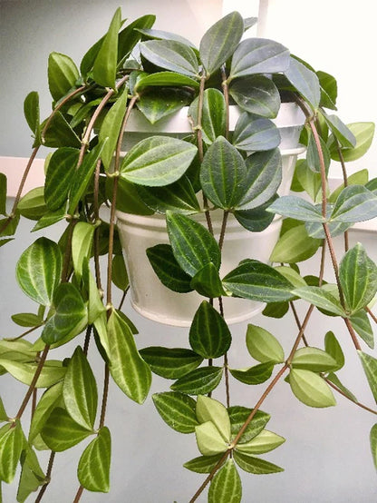 Green Leaf Peperomia , Peperomia Angulate