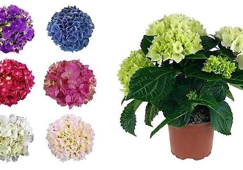 Hydrangea Mix