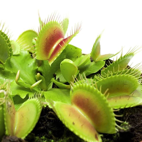 Venus Flytrap , Dionaea Muscipula