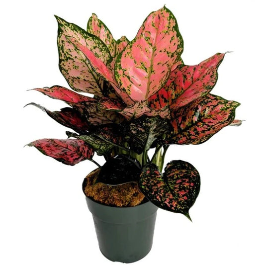 Aglaonema Ruby