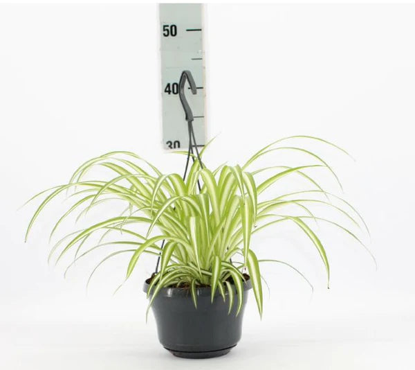 Spider Plant, Chlorophytum comosum, Variegatum