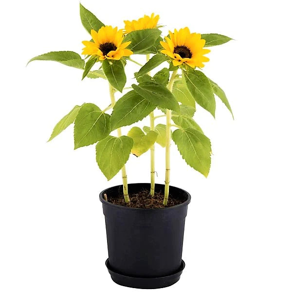 Ornamental Sunflower, Helianthus Annuus