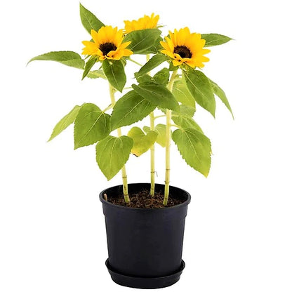 Ornamental Sunflower, Helianthus Annuus