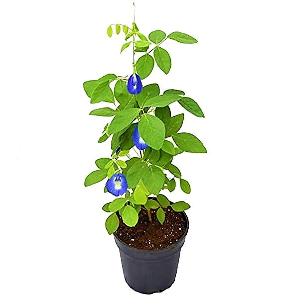 Clitoria ternatea, Butterfly Pea