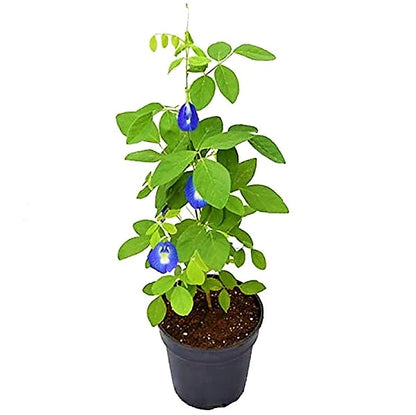 Clitoria ternatea, Butterfly Pea