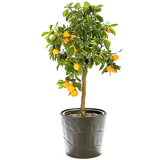 Citrus sinensis Moro, Blood Orange Tree