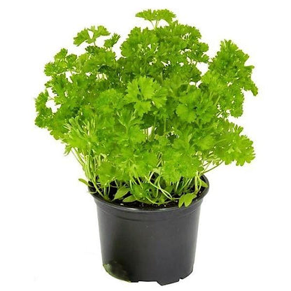 Parsley Plant