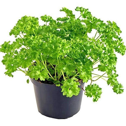 Parsley Plant