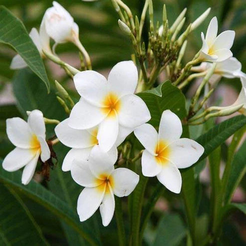 Plumeria Obtusa, Frangipani, The Temple Tree