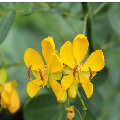 Cassia Bicapsularis, Butterfly bush