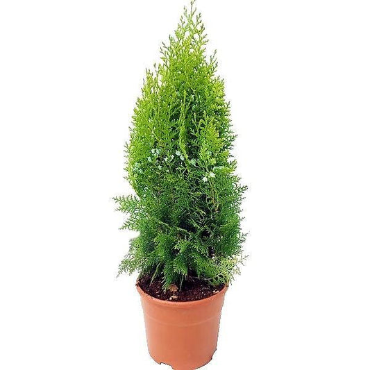 Thuja Orientalis