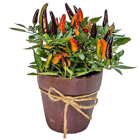 Ornamental Pepper Plant